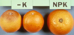 Deficiencia de potasio en Naranja